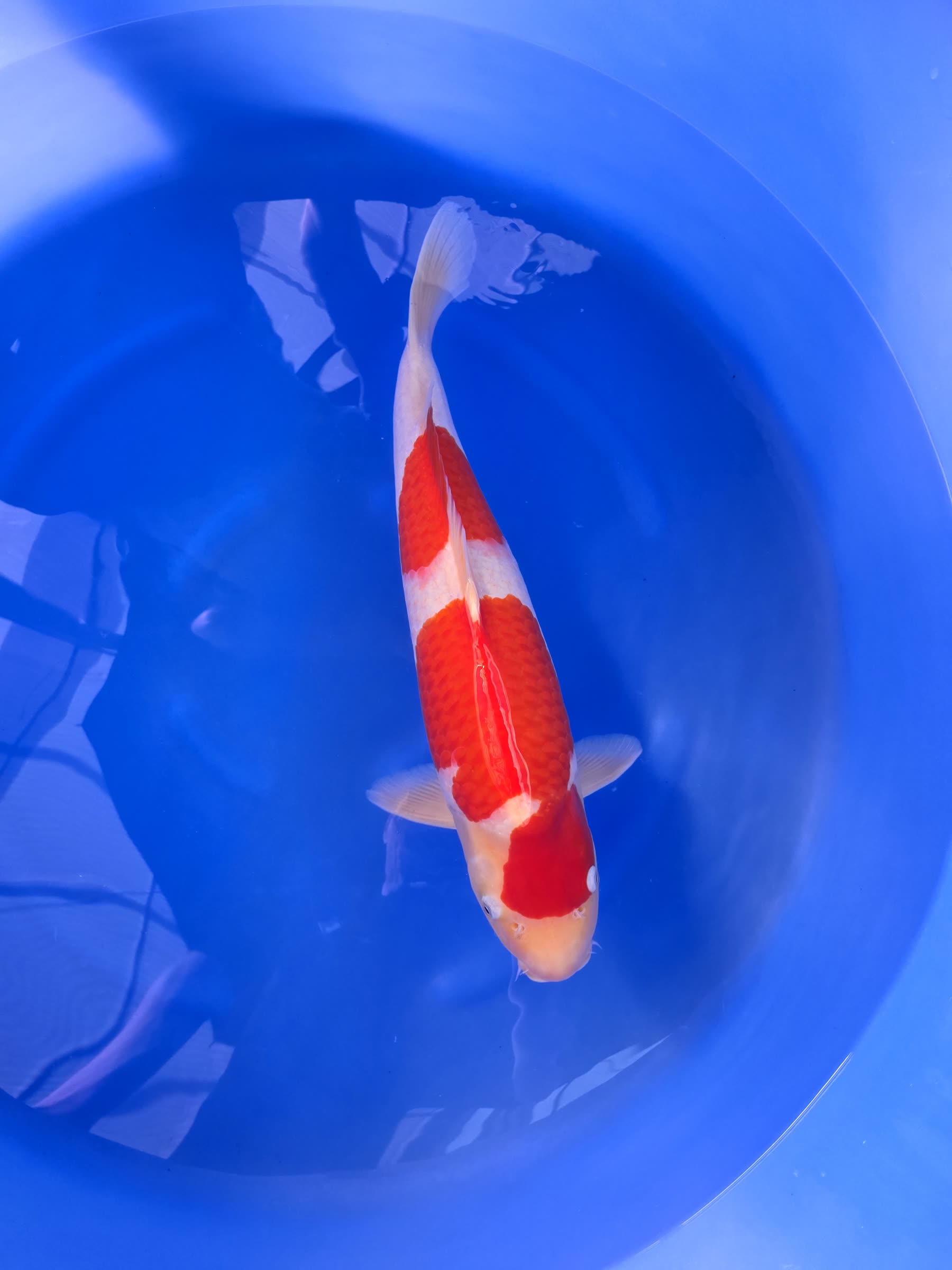 Portrait d’un kohaku dans l’eau claire, net jusqu’aux écailles — sélection à Ojiya, novembre 2025